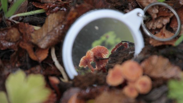 Reino Fungi