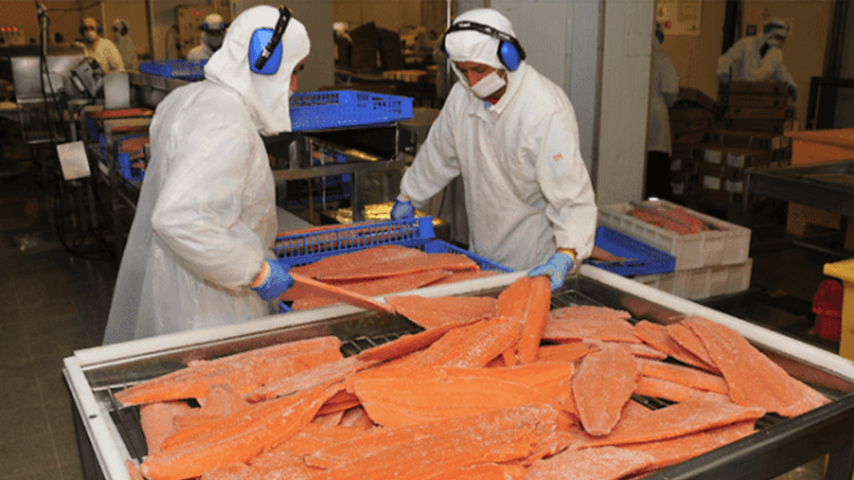EXPORTACIONES DE SALMÓN CHILENO CRECEN MÁS DE 22% Y SUPERAN LOS US$1.400 MILLONES EN EL PRIMER BIMESTRE DE 2026