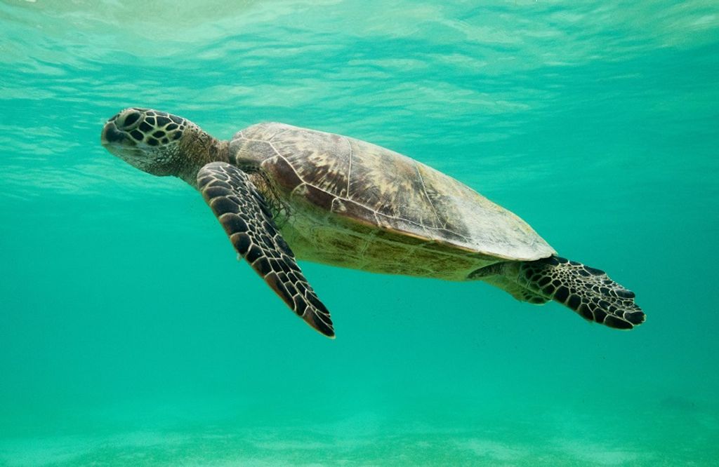 Tortuga Verde © Paul Hilton Greenpeace Tortuga Verde © Paul Hilton Greenpeace