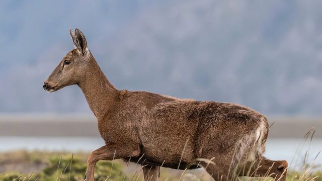 Huemul