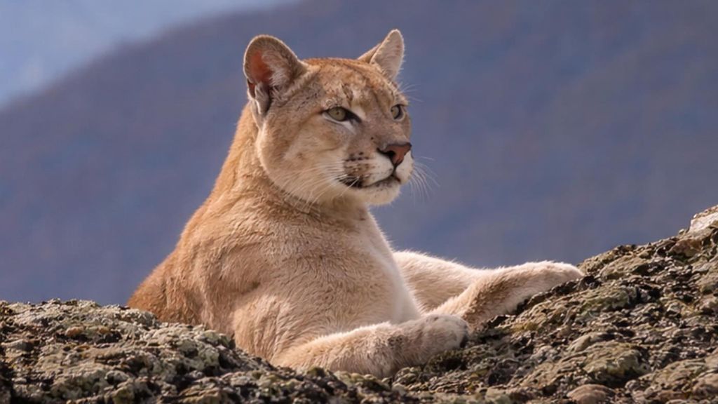fotosafaritorresdelpaine_1770212645_3825139495113698070_395622828