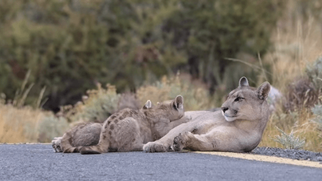 Puma alimentando cachorros