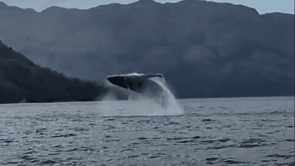 Ballenas Isla Rey Carlos III