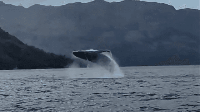 Ballenas Isla Rey Carlos III