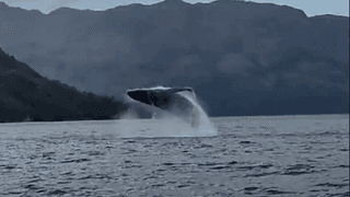 Ballenas Isla Rey Carlos III Ballenas Isla Rey Carlos III