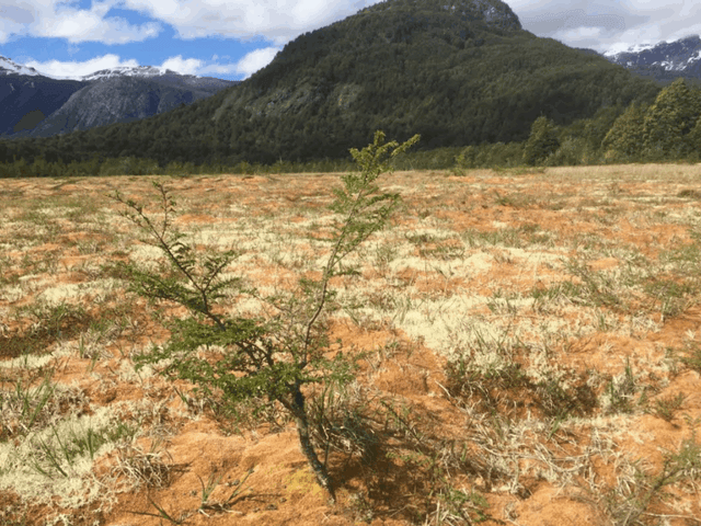turberaspatagonia turberaspatagonia