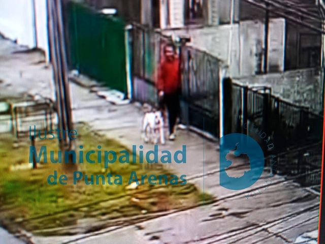 MALTRATO Y TENENCIA IRRESPONSABLE (2)