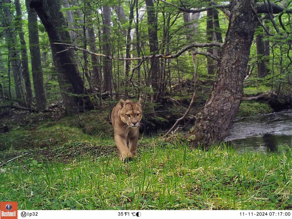puma en ASP puma en ASP