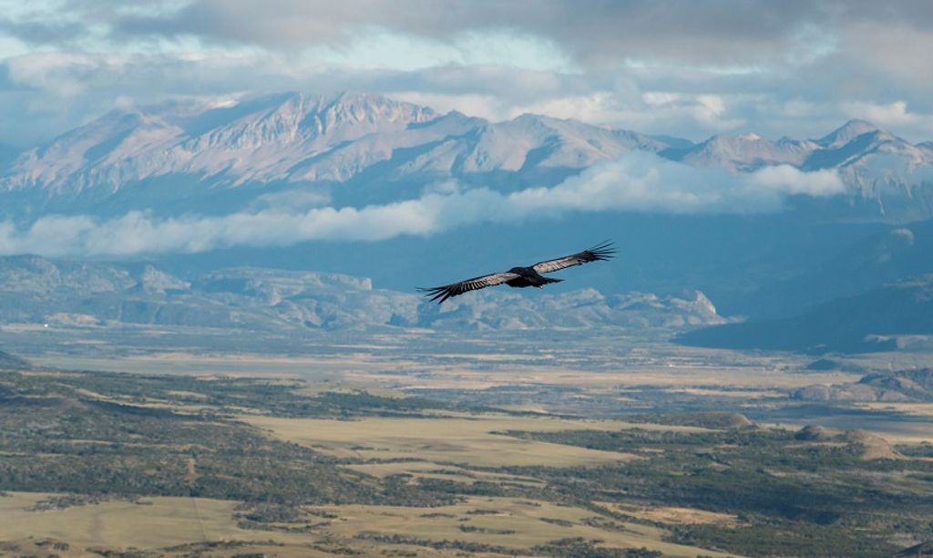 CoyhaiqueAlto_AvistamientoCóndor_009 (1) CoyhaiqueAlto_AvistamientoCóndor_009 (1)