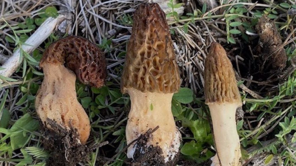 morchella-1024x683 morchella-1024x683