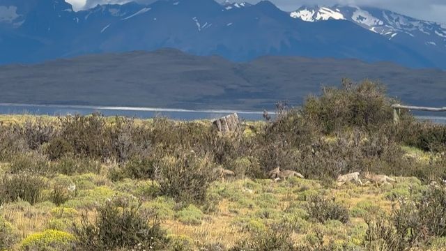 Crías de Zorro Torres del Paine