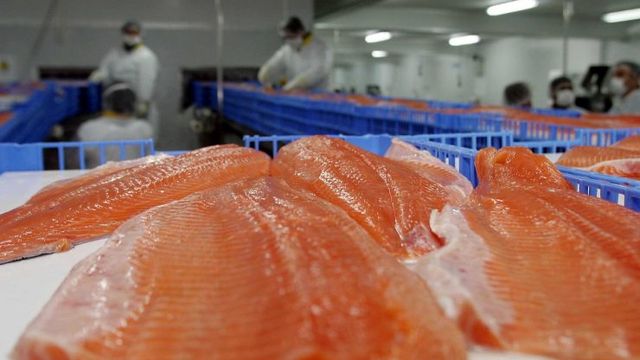 salmonrusiachile