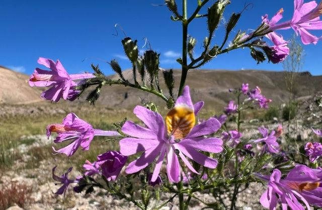 biodiversidad biodiversidad