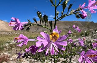biodiversidad biodiversidad