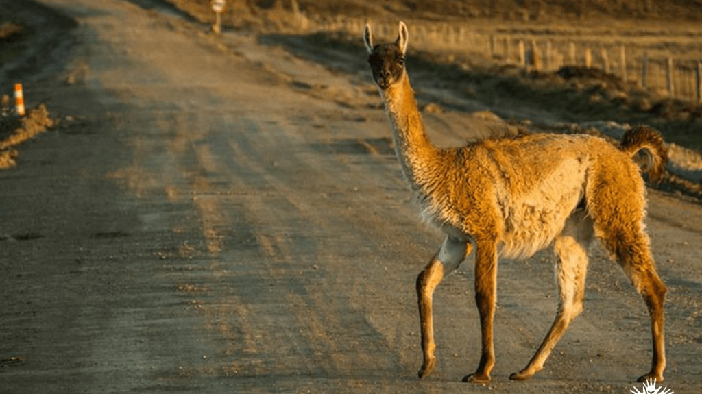 PRIMAVERA_(2) PRIMAVERA_(2)