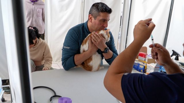 OPERATIVO FELINO (4)