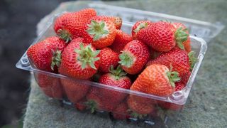 frutilla frutilla