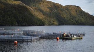 Imagen_NovaAustral2 Imagen_NovaAustral2