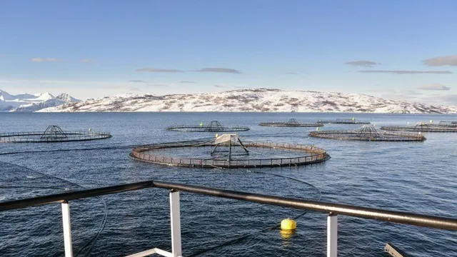 salmonnoruega