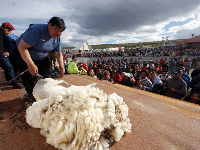 Fiesta-de-la-esquila