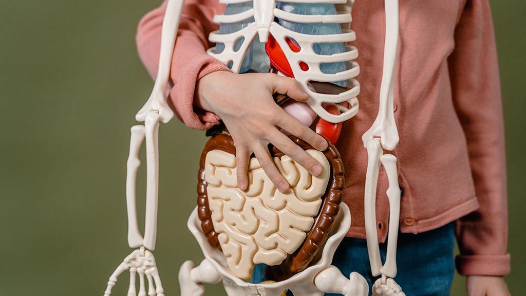 Día Mundial del Trasplante de Órganos y Tejidos