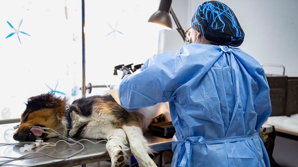esterilización