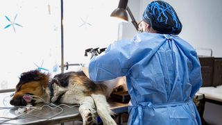 esterilización esterilización
