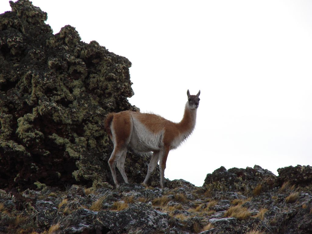 Guanaco en Pali Aike Guanaco en Pali Aike