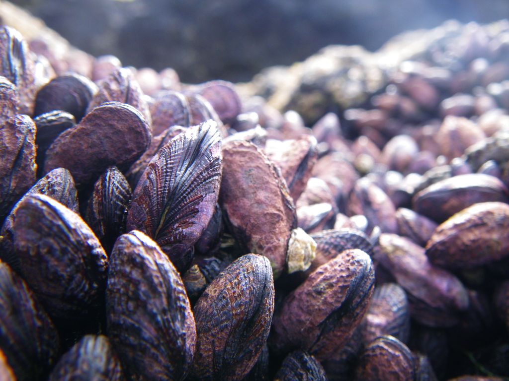 Perumytilus_purpuratus_chorito_maico Perumytilus_purpuratus_chorito_maico