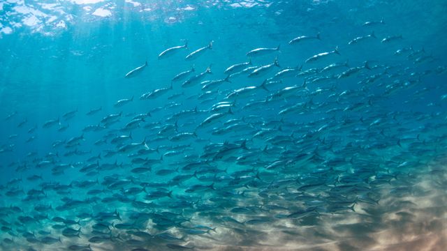 salmones salmones