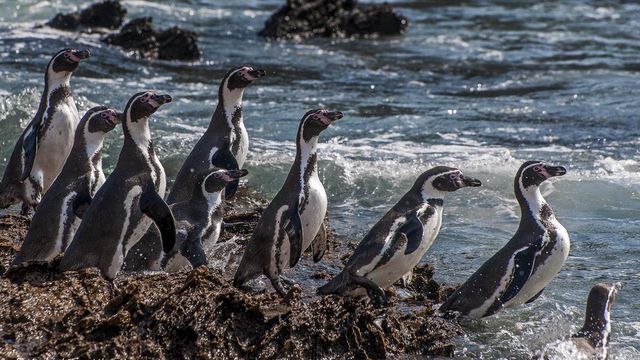 Pinguino de Humbolt Pinguino de Humbolt