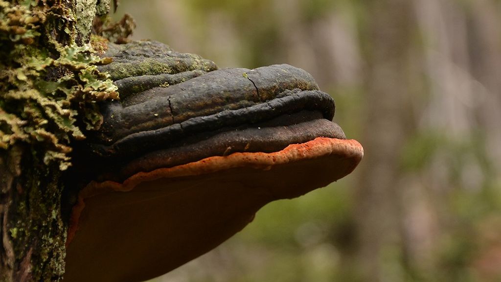fungi fungi