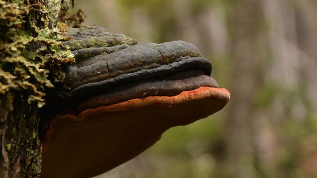 fungi