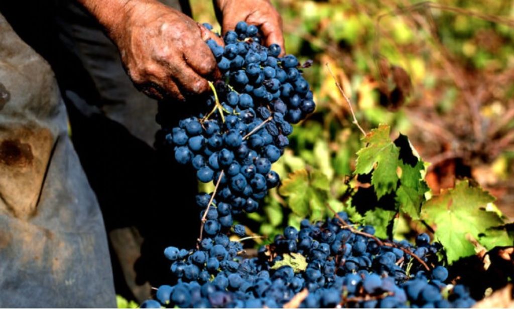 uvas uvas
