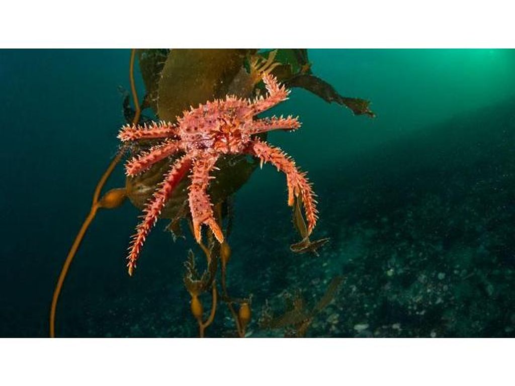 CIENTÍFICOS CONFIRMAN COMPORTAMIENTO CANÍBAL DE JUVENILES DE CENTOLLAS EN LA NATURALEZA