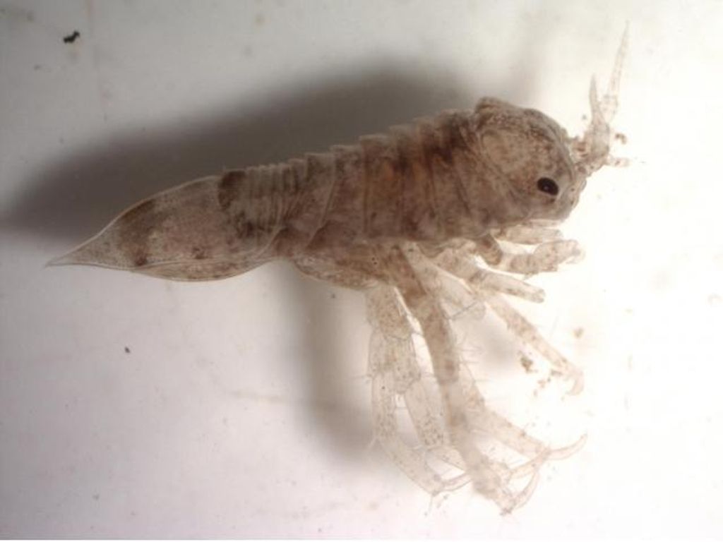 ¿PUEDEN LOS ISÓPODOS GIGANTES ANTÁRTICOS ADAPTARSE A ALTAS TEMPERATURAS EN PERIODOS BREVES DE TIEMPO?