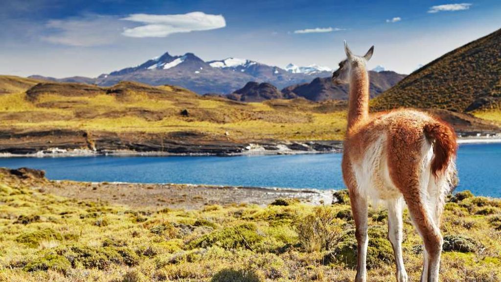 THE-REAL-ECO-STATE-el-emprendimiento-que-busca-democratizar-la-conservacion-de-nuestra-Patagonia THE-REAL-ECO-STATE-el-emprendimiento-que-busca-democratizar-la-conservacion-de-nuestra-Patagonia