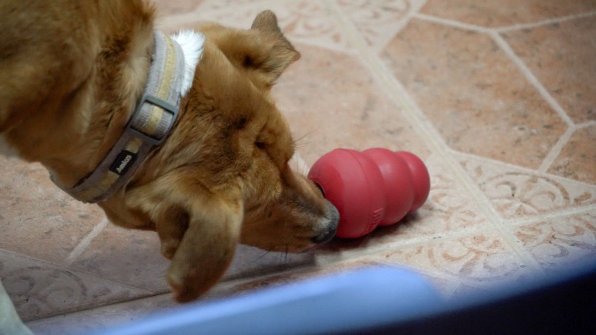 CENTRO DE RESCATE CANINO MUNICIPAL RECIBE DONACIÓN DE JUGUETES PARA MEJORAR BIENESTAR ANIMAL EN PUNTA ARENAS
