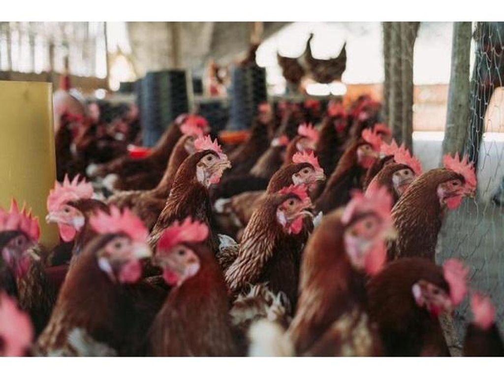 CIENTÍFICOS CHILENOS CREAN “SÚPER HUEVOS” A PARTIR DE NUEVO ALIMENTO PARA GALLINAS CIENTÍFICOS CHILENOS CREAN “SÚPER HUEVOS” A PARTIR DE NUEVO ALIMENTO PARA GALLINAS