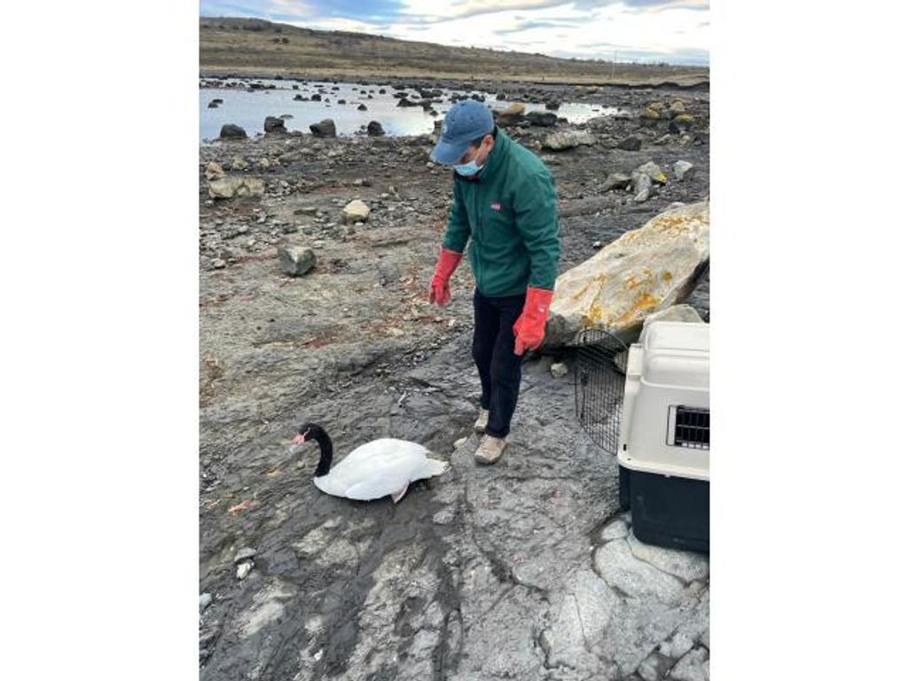 CISNE DE CUELLO NEGRO FUE REINSERTADO EN SU HÁBITAT EN PUERTO NATALES CISNE DE CUELLO NEGRO FUE REINSERTADO EN SU HÁBITAT EN PUERTO NATALES