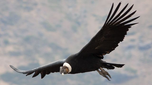 Condor vuela