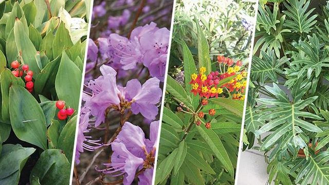 plantas