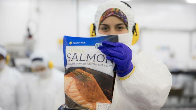 salmonmagallanes salmonmagallanes