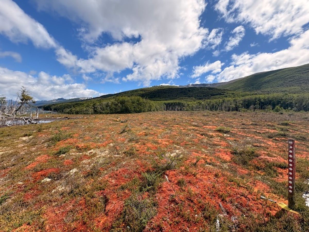 TURBERAS, LAS BÓVEDAS DE LA NATURALEZA QUE CONTRIBUYEN A MITIGAR EL CAMBIO CLIMÁTICO