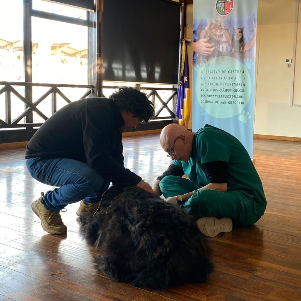 Operativo Veterinario 2025 (7) Operativo Veterinario 2025 (7)