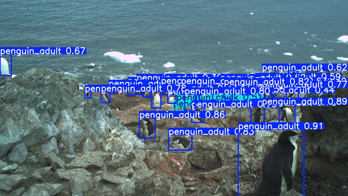 PROYECTO DEL INACH UTILIZA INTELIGENCIA ARTIFICIAL PARA MONITOREAR PINGÜINOS EN LA ANTÁRTICA