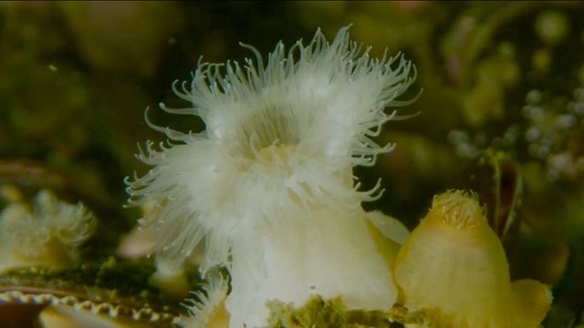 metridium_foto_costa_humboldt
