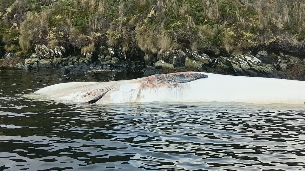 ballenas varadas