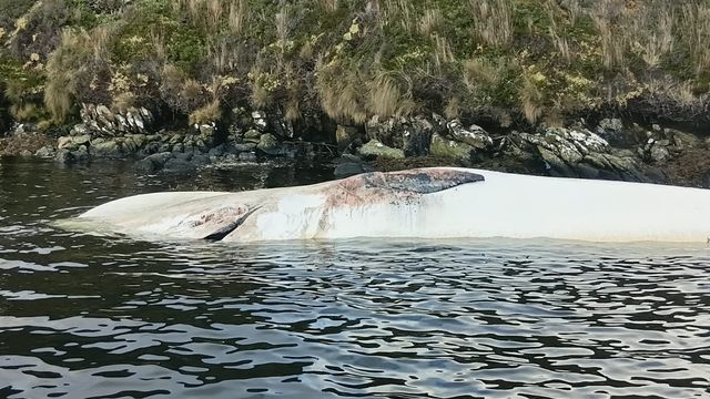 ballenas varadas ballenas varadas