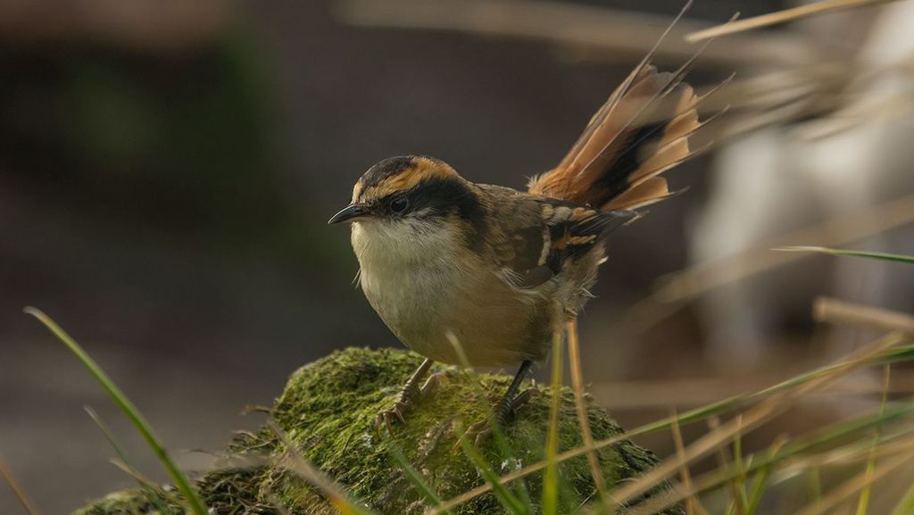 Rayadito subantártico en la isla Gonzalo, en el archipiélago Diego Ramírez (Fotografía de Omar Barroso) Rayadito subantártico en la isla Gonzalo, en el archipiélago Diego Ramírez (Fotografía de Omar Barroso)